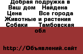Добрая подружка,в Ваш дом!!!Найдена › Цена ­ 10 - Все города Животные и растения » Собаки   . Тамбовская обл.